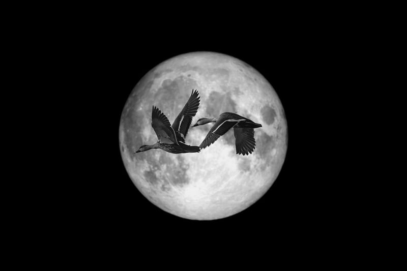 Moonlit Dance Floor